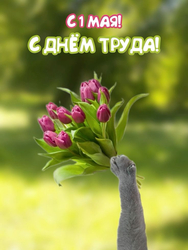 Кот дарит цветы - картинка gif