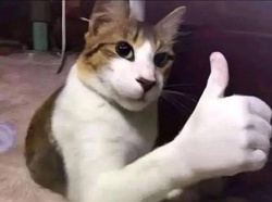 Кот показывает большой палец - картинка gif