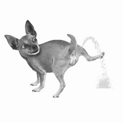 Процесс мочеиспускания собаки - картинка gif