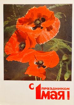 Открытка с красными маками - Праздник Весны и Труда