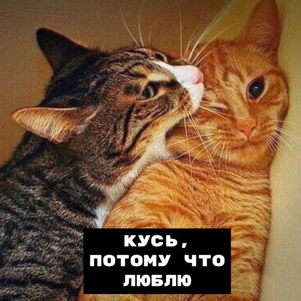 Нежный укус кошек - гифки и картинки
