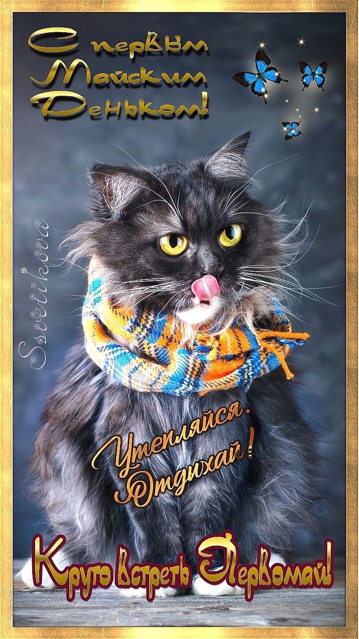 Кот в шарфе - Праздник Весны и Труда