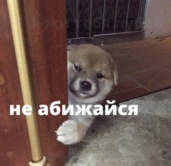 Щенок выглядывает из-за двери - картинка gif
