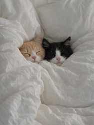 Спящие кошки под одеялом - картинка gif