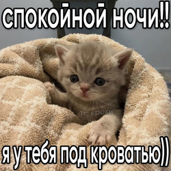 Котёнок под одеялом - картинка gif