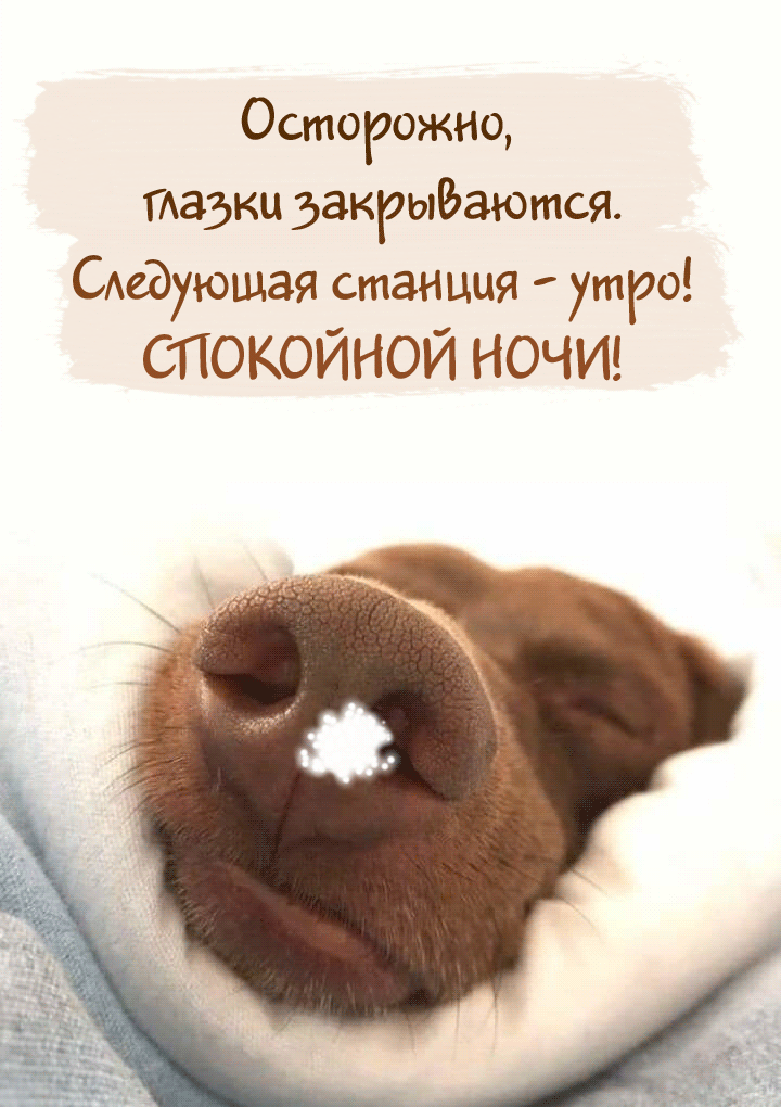 Спящая собака сияет искрами - Спокойной ночи любимой