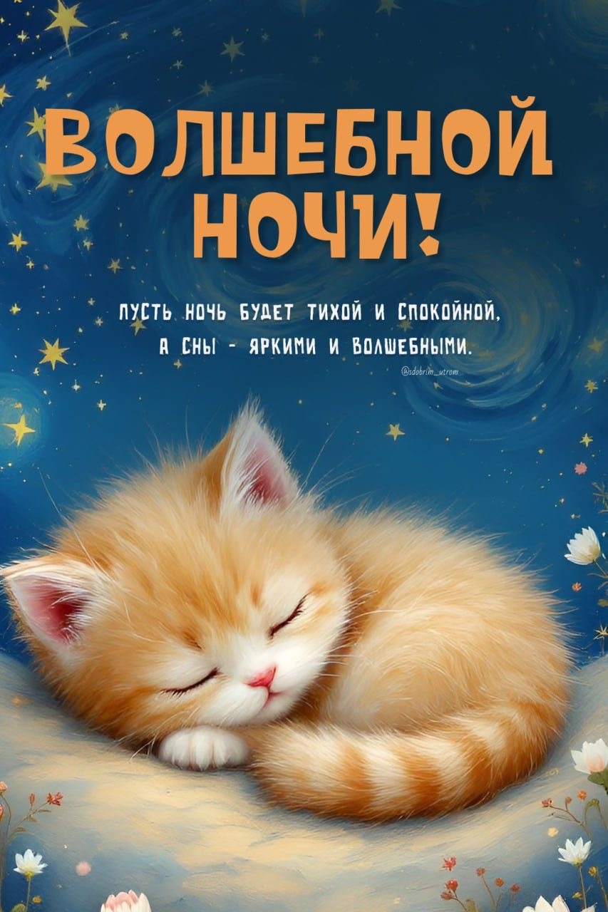Спящий котенок ночью - Спокойной ночи общие