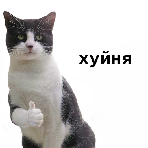 Кот, надпись, жест - гифки и картинки