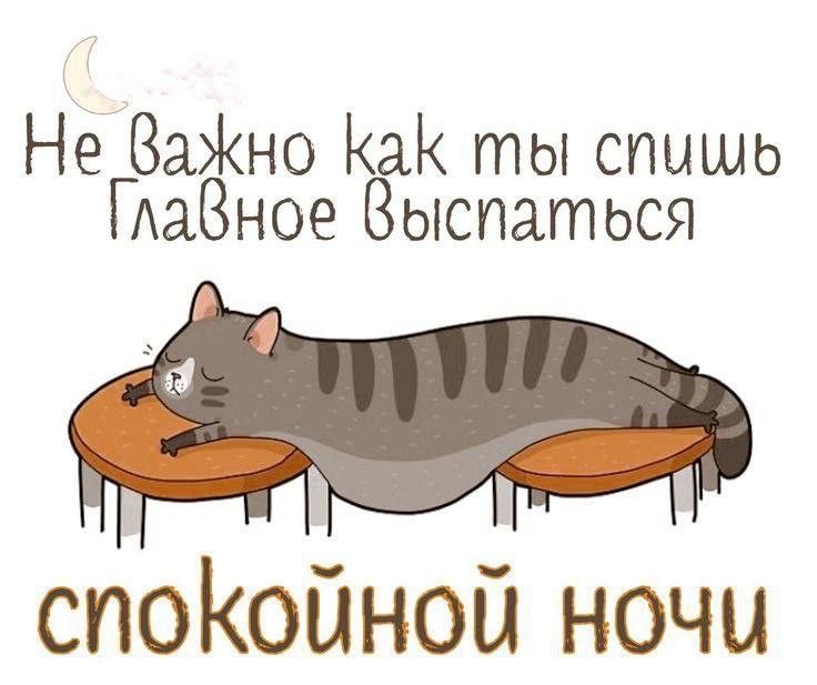 Кот спит на стульях - Спокойной ночи общие