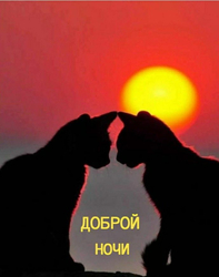 Две кошки на закате - картинка gif