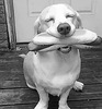 Собака с хот-догом - картинка gif