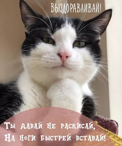 Кот желает выздоровления - картинка gif