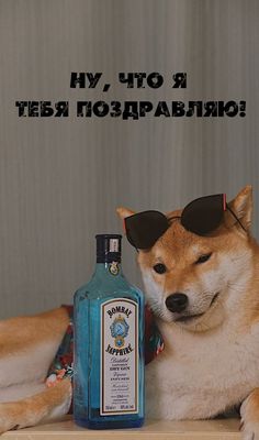 Собака с джином - С днем рождения женщинам