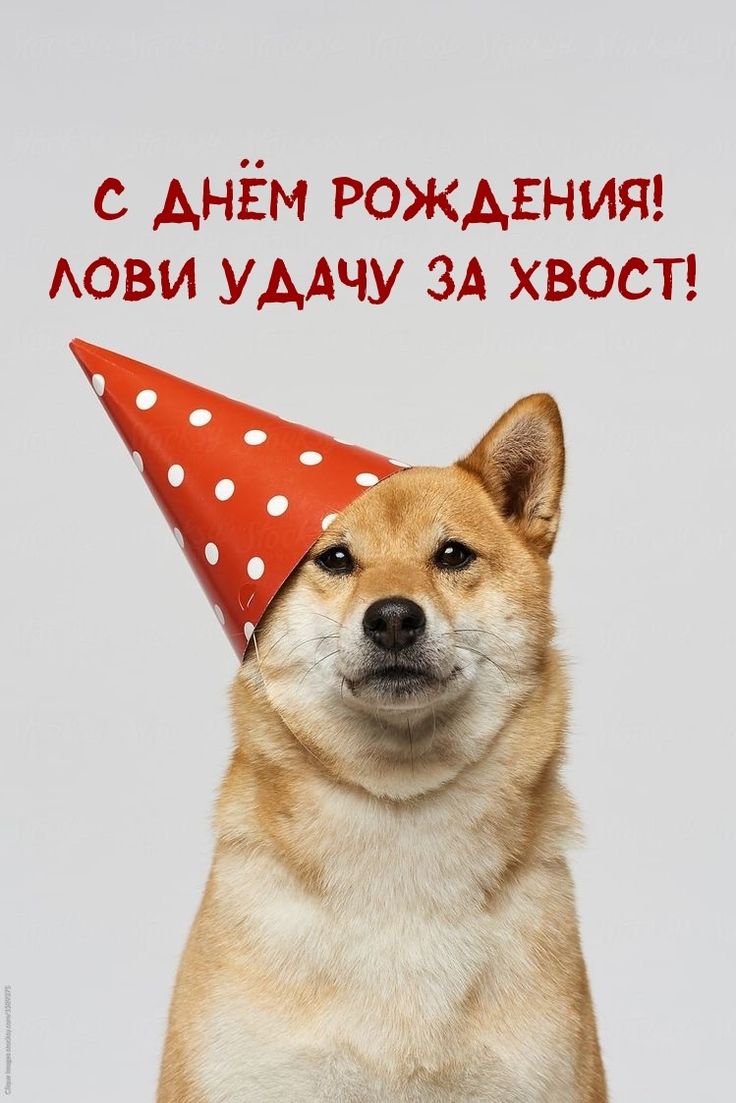 Праздничный Шиба-ину - С днем рождения общие