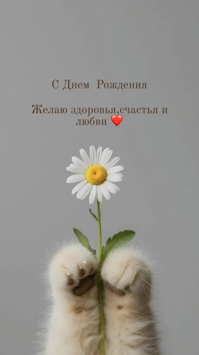 Кошачьи лапки держат ромашку - С днем рождения общие