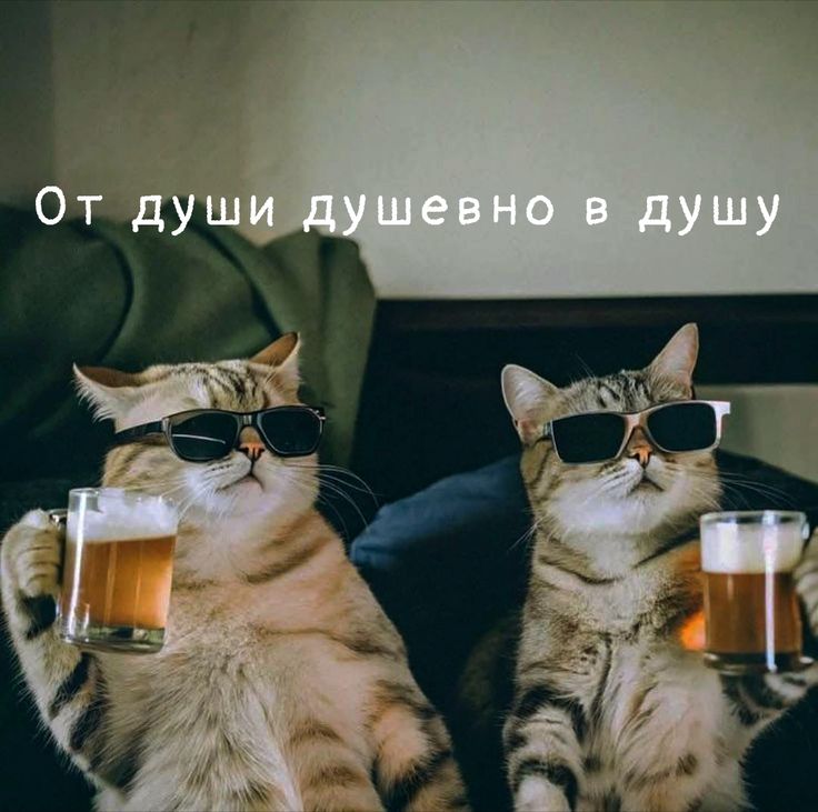 Коты пьют пиво - С днем рождения мужчинам
