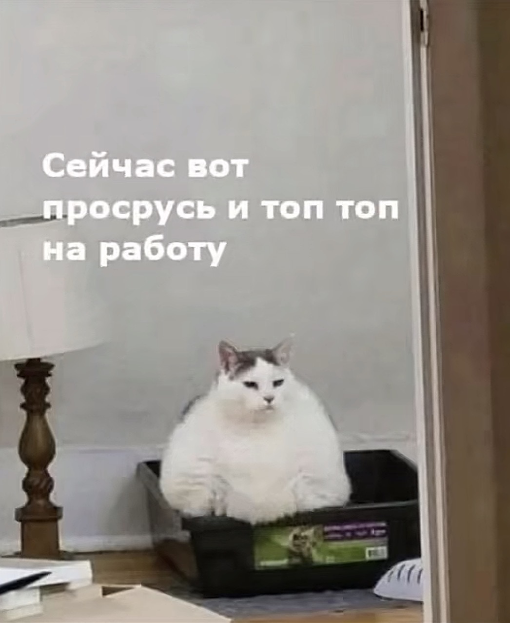 Кот в лотке - Смешные