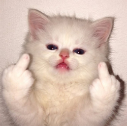 Котёнок показывает средний палец - картинка gif