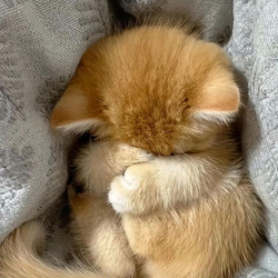 Спящий котенок прячет мордочку - картинка gif