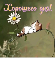 Спящий котик и ромашка - картинка gif