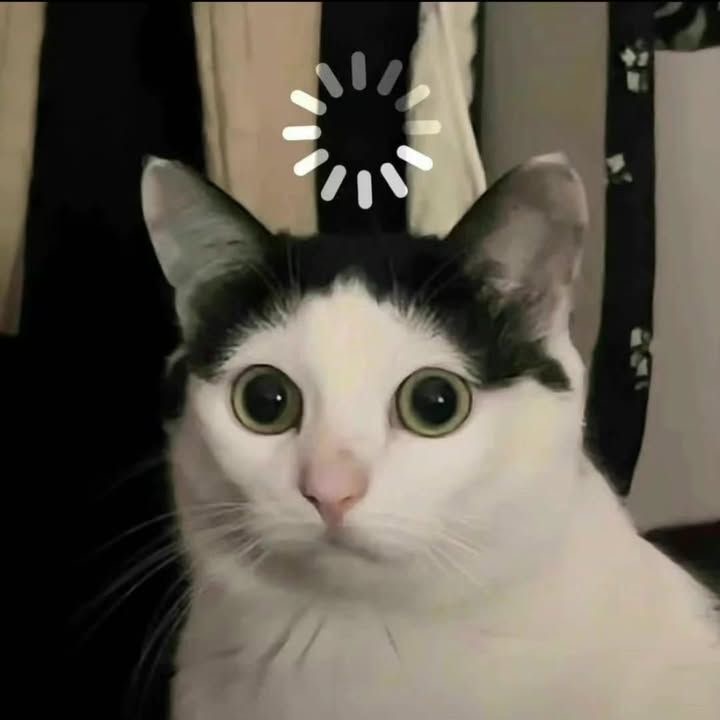 Кот с загрузкой - Смешные