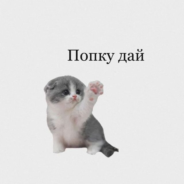 Котенок тянет лапу - гифки и картинки
