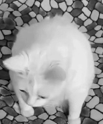Белая кошка оглядывается назад - картинка gif