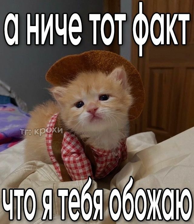 Кот в костюме ковбоя - гифки и картинки