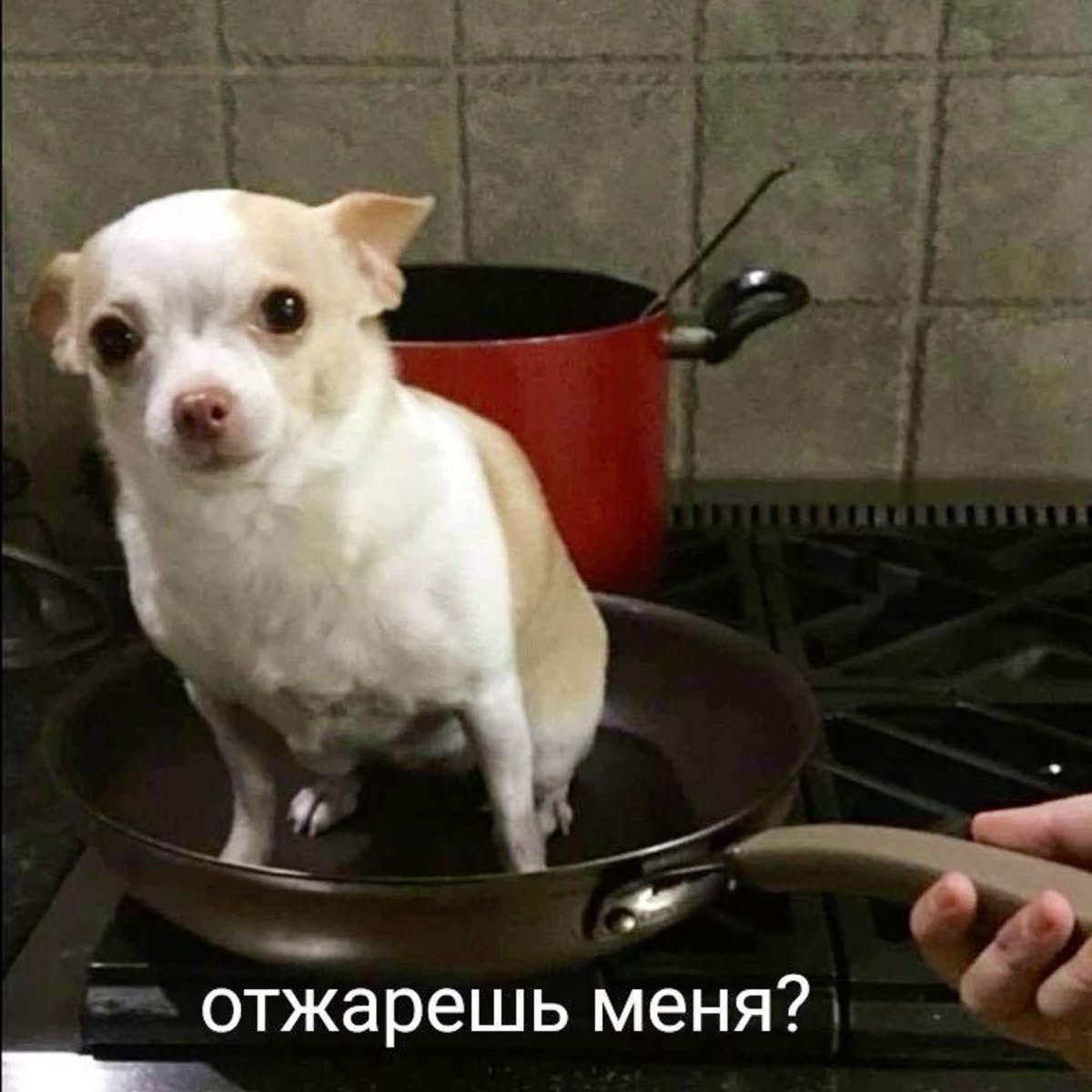 Собака в сковороде - гифки и картинки