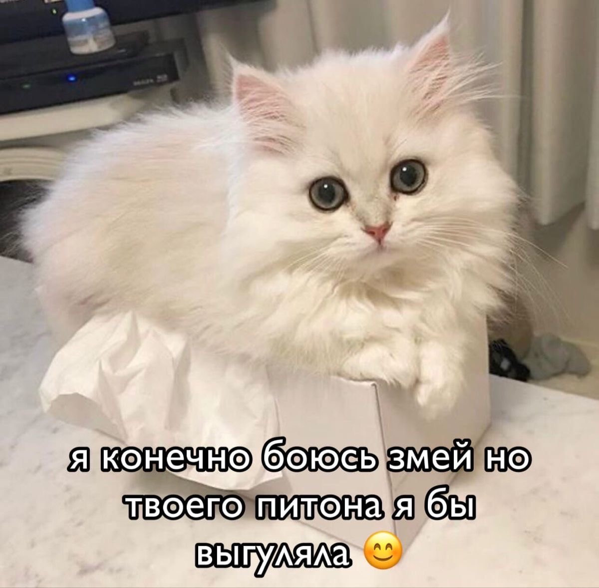 Пушистый белый кот в коробке - гифки и картинки