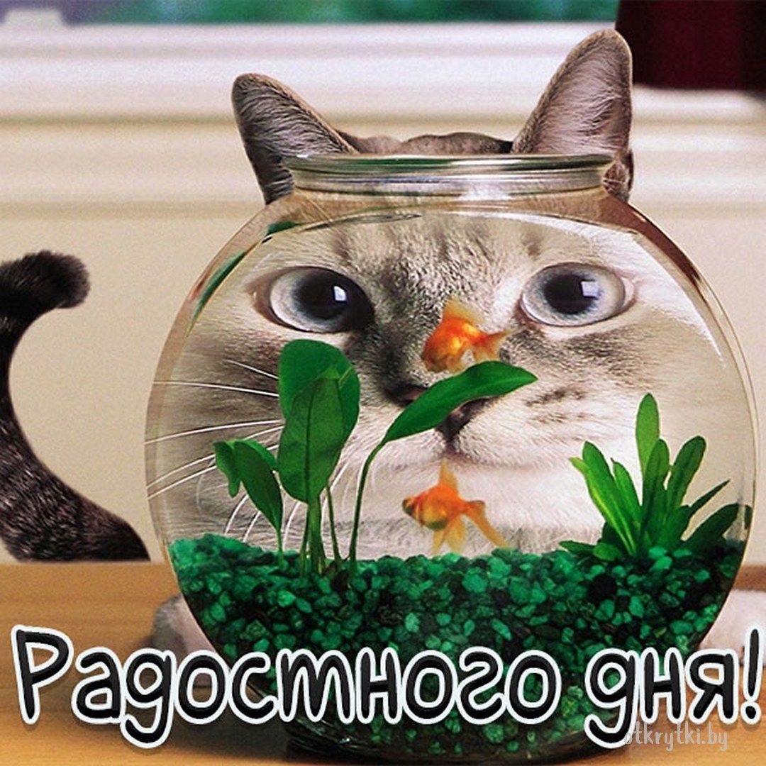Кот за стеклом аквариума - гифки и картинки