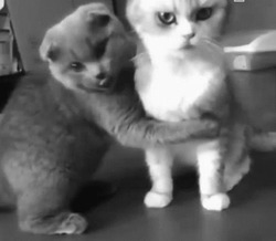 Кот обнимает кошку - картинка gif