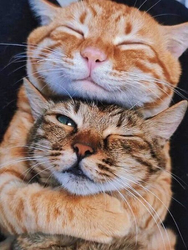 Обнимающиеся коты - картинка gif