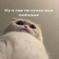 Белый кот смотрит вверх - картинка gif