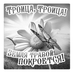 Бабочка садится на ромашку - картинка gif