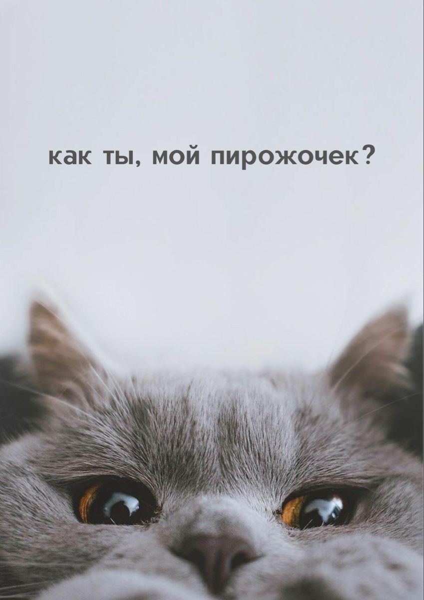 Серый кот, любопытный взгляд - С добрым утром любимому