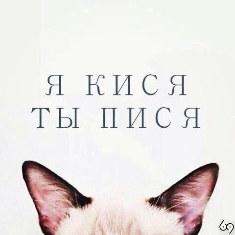 Кот с надписью - гифки и картинки