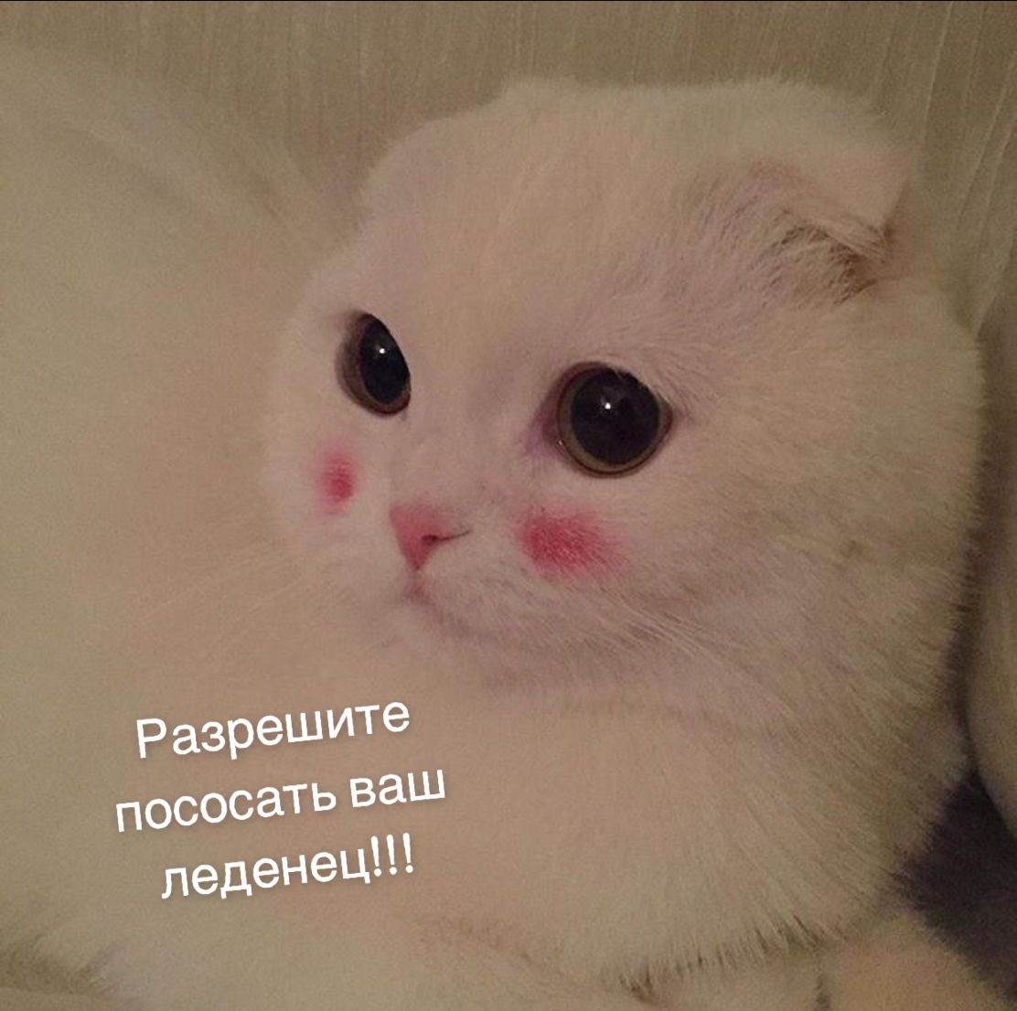 Милый кот с румянцем - гифки и картинки
