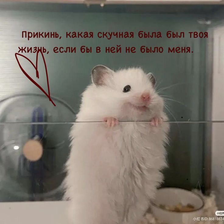 Милый пушистый хомяк - гифки и картинки