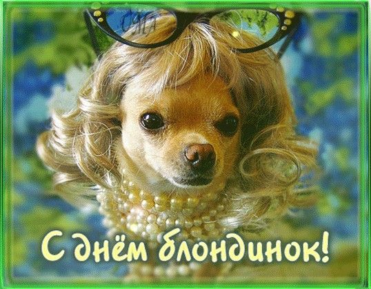 Собака в парике и жемчуге - День блондинок