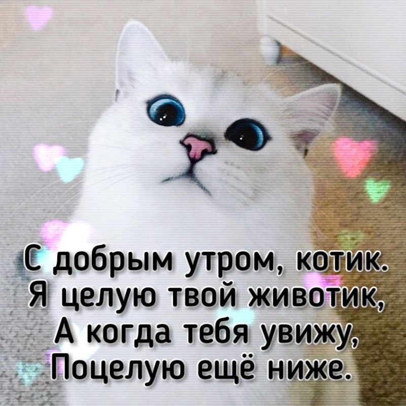 Белый кот с надписью - Пикантные