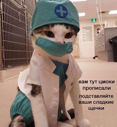 Кот в костюме врача - картинка gif