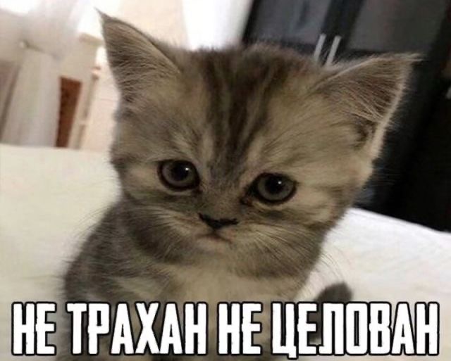 Грустный котенок - гифки и картинки