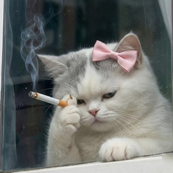 Кот с бантом и сигаретой - картинка gif