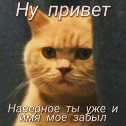 Грустный кот смотрит прямо - картинка gif