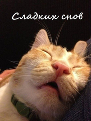 Сладких снов, кот - картинка gif