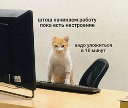 Кот приступает к работе - картинка gif