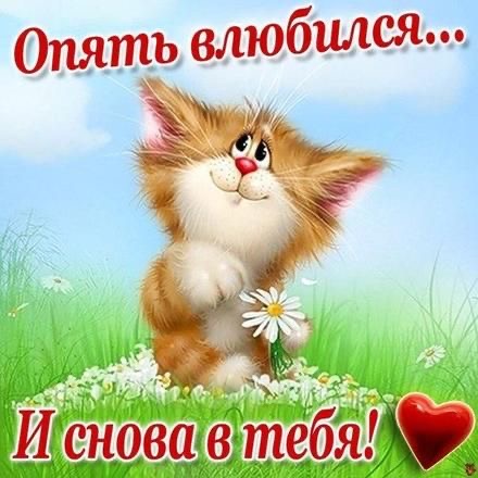 Влюбленный кот и ромашка - гифки и картинки