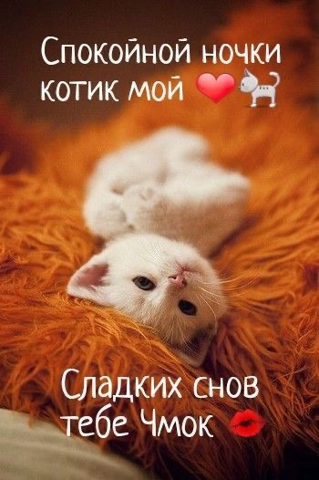 Спокойной ночи, милый котенок - гифки и картинки