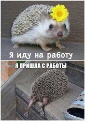 Еж: до и после работы - картинка gif
